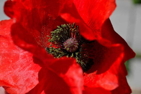 Red Poppy I Black Ornate Wood Framed Art Print with Double Matting by Moore, Brian