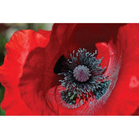 Red Poppy II White Modern Wood Framed Art Print by Moore, Brian