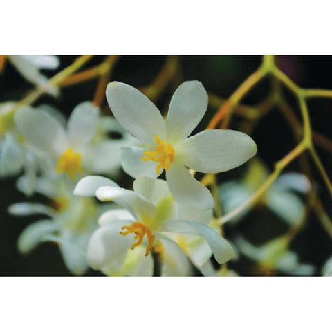 White Orchids I Black Modern Wood Framed Art Print by Moore, Brian