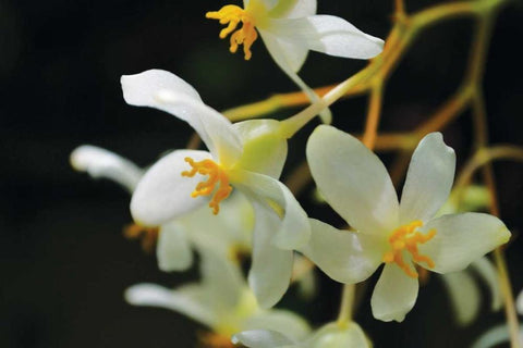 White Orchids II White Modern Wood Framed Art Print with Double Matting by Moore, Brian