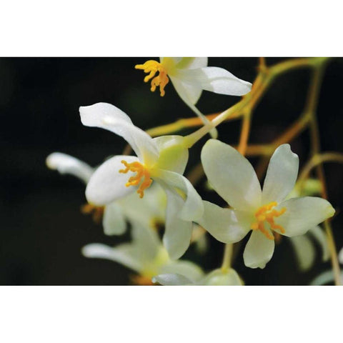 White Orchids II Black Modern Wood Framed Art Print by Moore, Brian