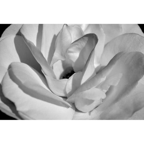 Macro Flower I White Modern Wood Framed Art Print by Moore, Brian