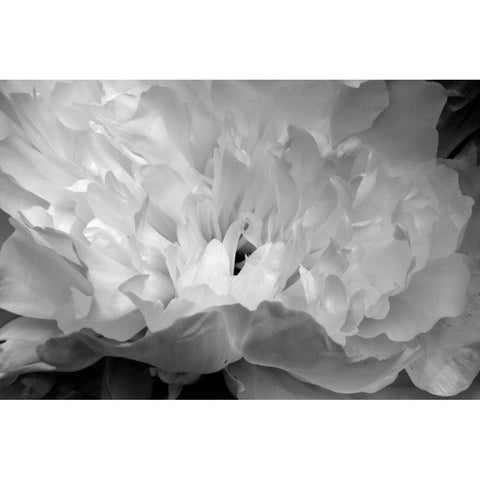 Macro Flower II Black Modern Wood Framed Art Print with Double Matting by Moore, Brian