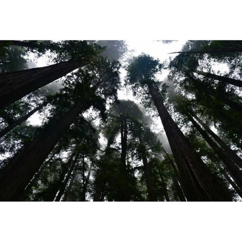 Redwoods I Black Modern Wood Framed Art Print with Double Matting by Moore, Brian