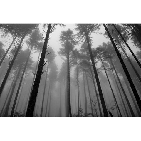 Redwoods II Black Modern Wood Framed Art Print with Double Matting by Moore, Brian