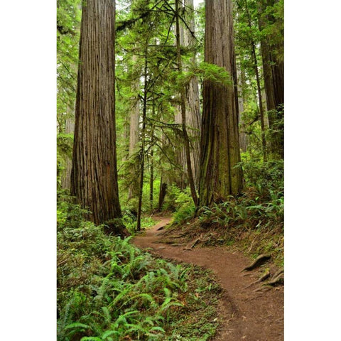 Hiking Trail I Black Modern Wood Framed Art Print with Double Matting by Moore, Brian