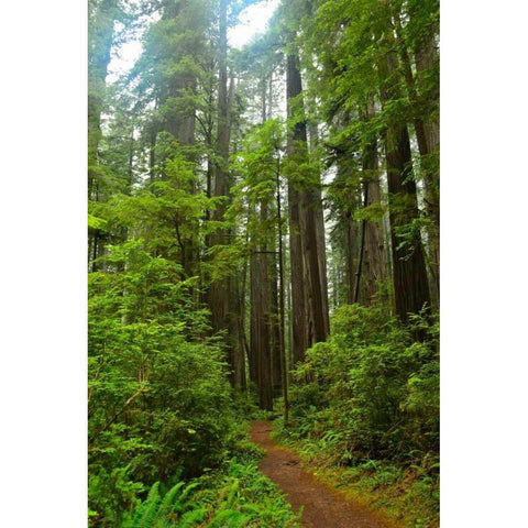 Hiking Trail II White Modern Wood Framed Art Print by Moore, Brian