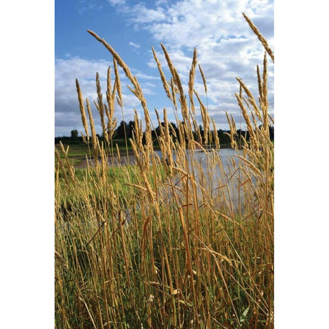 Through the Grass I Black Modern Wood Framed Art Print by Moore, Brian