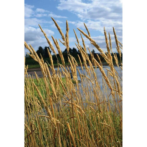 Through the Grass II Black Modern Wood Framed Art Print by Moore, Brian