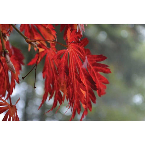 Red Leaves Gold Ornate Wood Framed Art Print with Double Matting by Moore, Brian