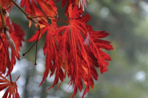 Red Leaves Black Ornate Wood Framed Art Print with Double Matting by Moore, Brian