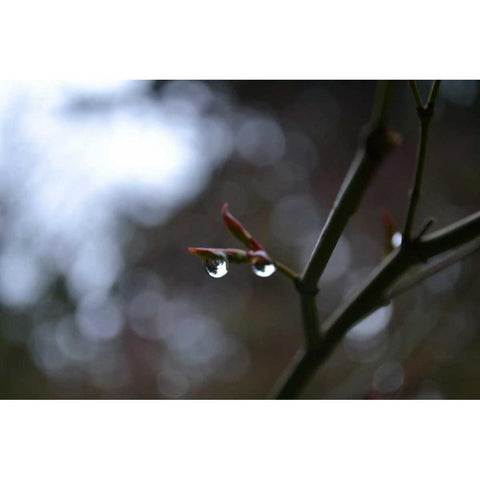 Dew Drops White Modern Wood Framed Art Print by Moore, Brian