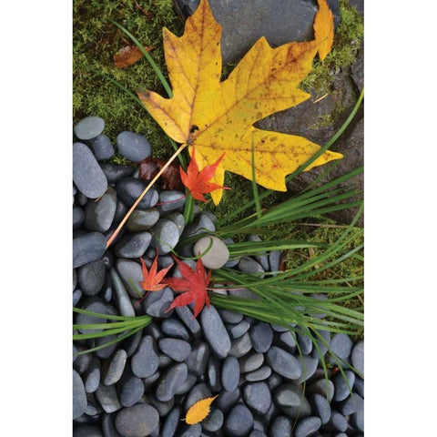 Maple Leaves II Black Modern Wood Framed Art Print with Double Matting by Moore, Brian