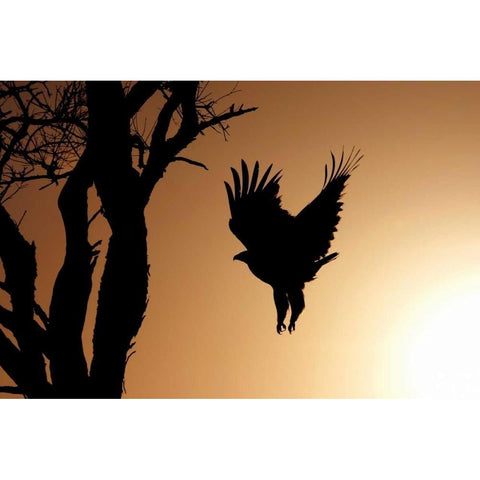 Eagle Rising Black Modern Wood Framed Art Print by Parker, Susann