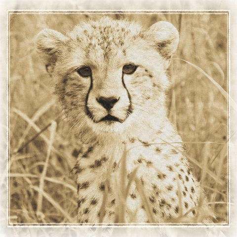 Young Africa Cheetah White Modern Wood Framed Art Print with Double Matting by Parker, Susann