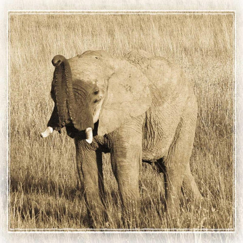 Young Africa Elephant White Modern Wood Framed Art Print with Double Matting by Parker, Susann