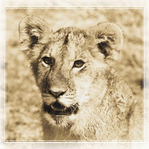 Young Africa Lion Black Modern Wood Framed Art Print with Double Matting by Parker, Susann