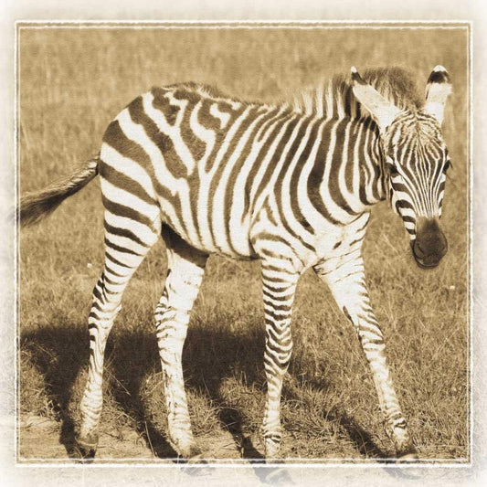 Image Only