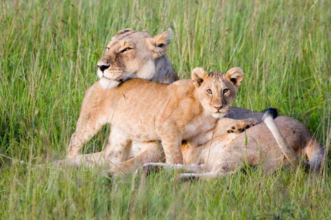 Pride of a Lioness White Modern Wood Framed Art Print with Double Matting by Parker, Susann