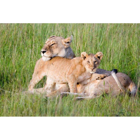 Pride of a Lioness Gold Ornate Wood Framed Art Print with Double Matting by Parker, Susann