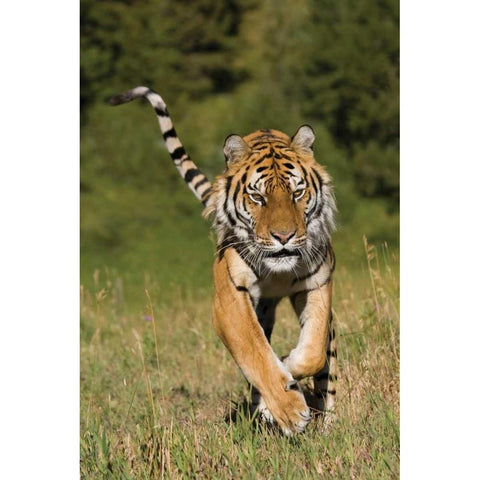 Tiger Run White Modern Wood Framed Art Print by Parker, Susann