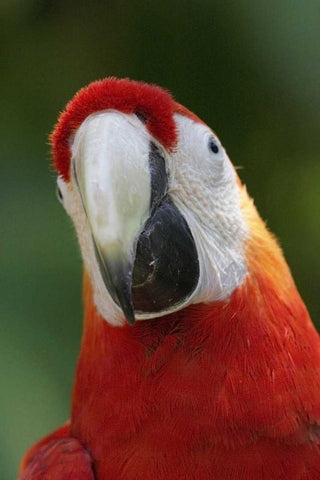 Scarlet Feather Black Ornate Wood Framed Art Print with Double Matting by Parker, Susann