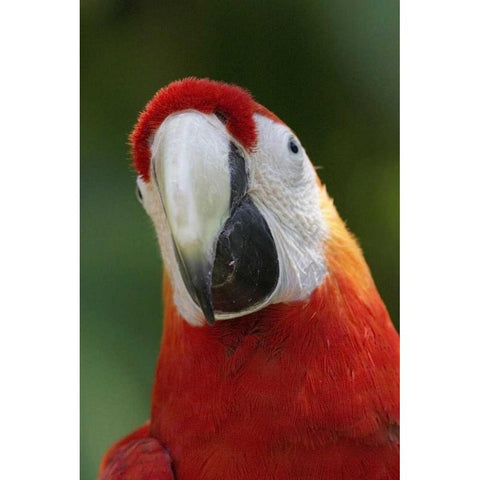 Scarlet Feather White Modern Wood Framed Art Print by Parker, Susann