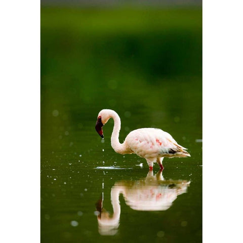 Pink Reflection Black Modern Wood Framed Art Print with Double Matting by Parker, Susann