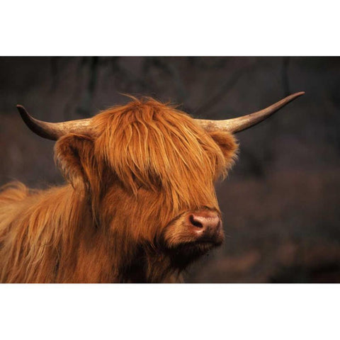 Symbolic of Scotland White Modern Wood Framed Art Print by Parker, Susann