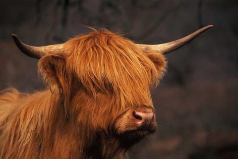 Symbolic of Scotland White Modern Wood Framed Art Print with Double Matting by Parker, Susann