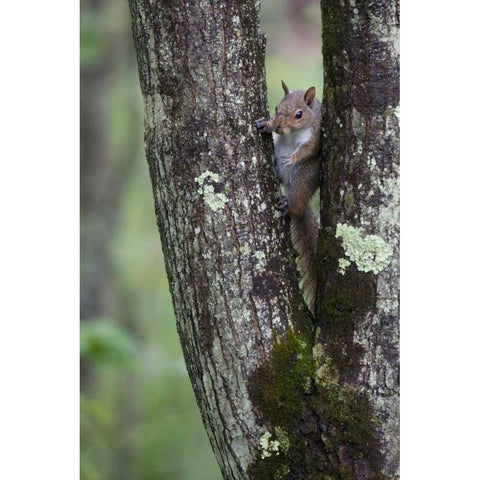 Squirreling Around Gold Ornate Wood Framed Art Print with Double Matting by Parker, Susann
