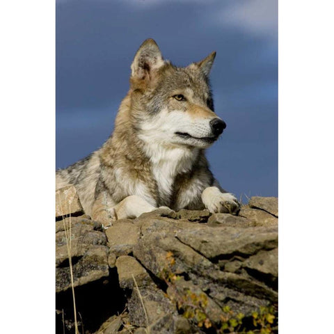 The Wolf King White Modern Wood Framed Art Print by Parker, Susann