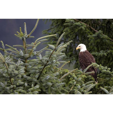 Americas Bird White Modern Wood Framed Art Print by Parker, Susann