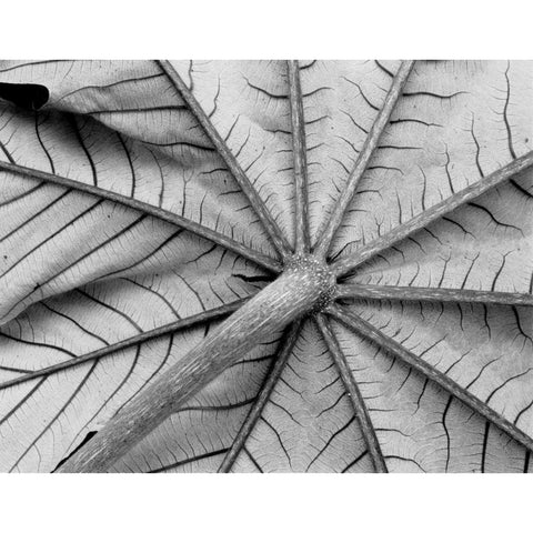 Leaf I White Modern Wood Framed Art Print by Peterson, Lee