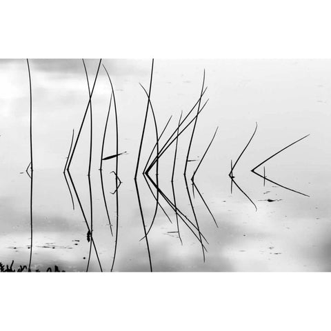 Reeds I White Modern Wood Framed Art Print by Peterson, Lee