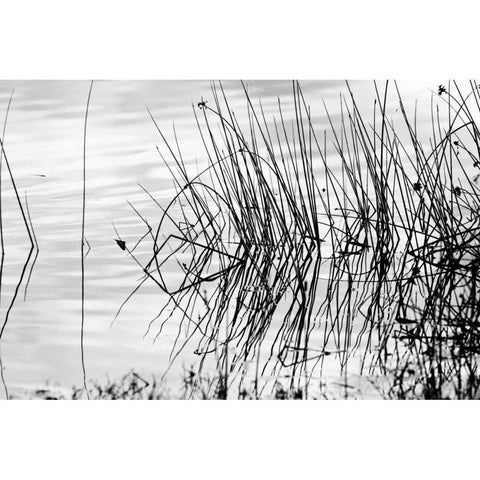 Reeds II Black Modern Wood Framed Art Print with Double Matting by Peterson, Lee