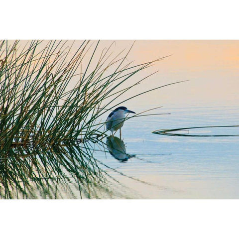 Bird II White Modern Wood Framed Art Print by Peterson, Lee