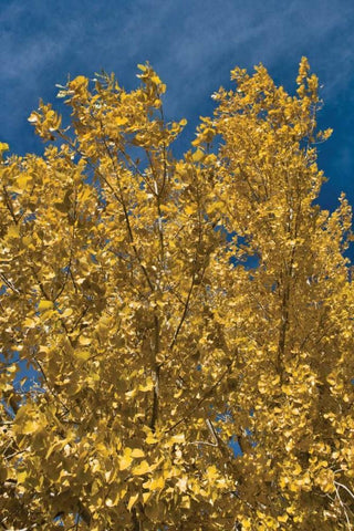 Fall Leaves I White Modern Wood Framed Art Print with Double Matting by Peterson, Lee