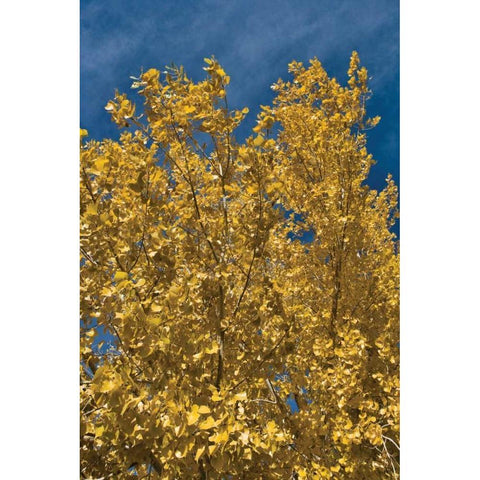 Fall Leaves I Gold Ornate Wood Framed Art Print with Double Matting by Peterson, Lee