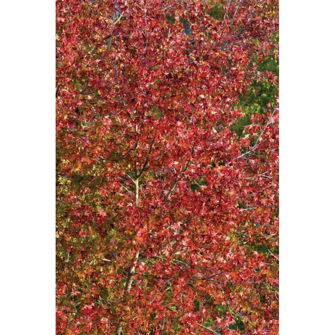 Fall Leaves II White Modern Wood Framed Art Print by Peterson, Lee