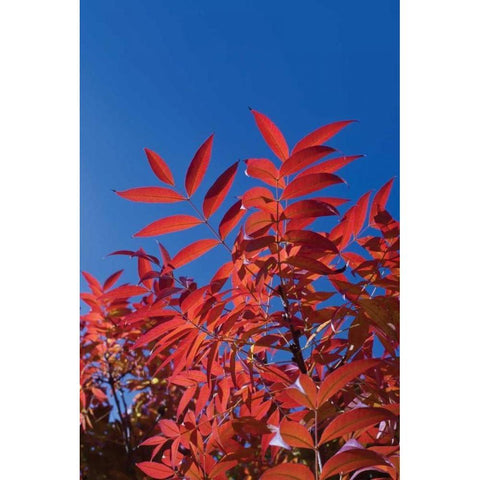 Fall Leaves III Black Modern Wood Framed Art Print by Peterson, Lee