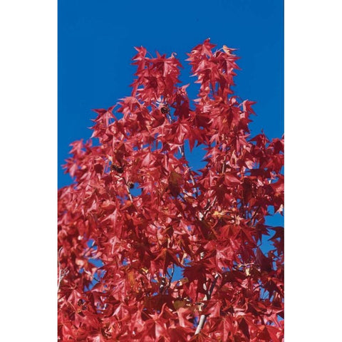 Fall Leaves IV Gold Ornate Wood Framed Art Print with Double Matting by Peterson, Lee