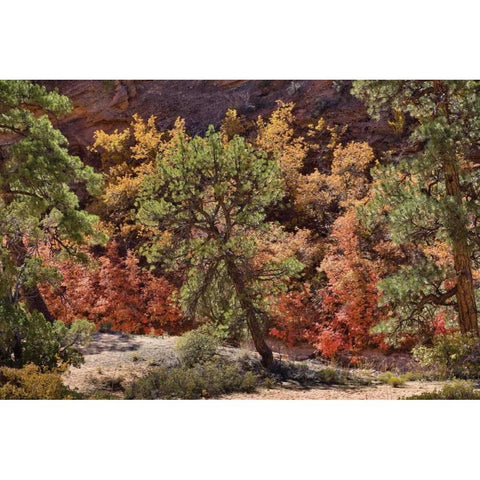 Fall Leaves V White Modern Wood Framed Art Print by Peterson, Lee