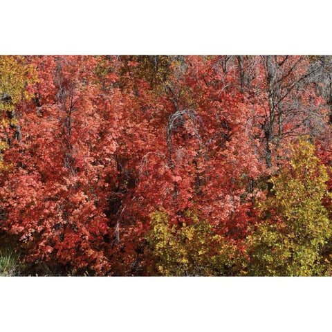 Fall Leaves VI Black Modern Wood Framed Art Print with Double Matting by Peterson, Lee