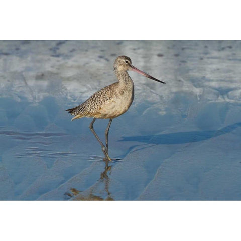 Shore Bird I White Modern Wood Framed Art Print by Peterson, Lee