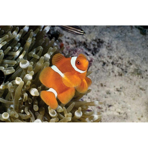 Fish IV Black Modern Wood Framed Art Print with Double Matting by Peterson, Lee