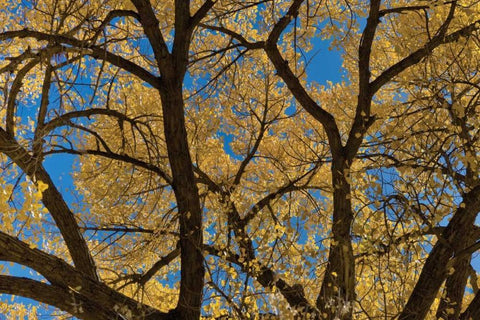 Fall Leaves VII White Modern Wood Framed Art Print with Double Matting by Peterson, Lee