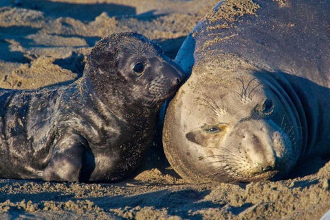 Elephant Seals I White Modern Wood Framed Art Print with Double Matting by Peterson, Lee