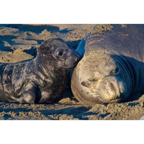 Elephant Seals I Black Modern Wood Framed Art Print with Double Matting by Peterson, Lee