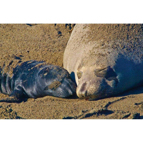 Elephant Seals II White Modern Wood Framed Art Print by Peterson, Lee